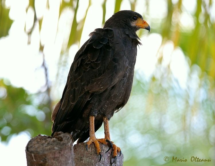 Cuban black hawk i1treknaturecomphotos91406b9w8787tnjpg