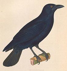 Cuban crow httpsuploadwikimediaorgwikipediacommonsthu