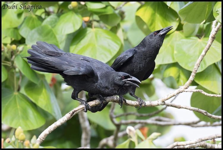 Cuban crow Cuban Crow Corvus nasicus videos photos and sound recordings
