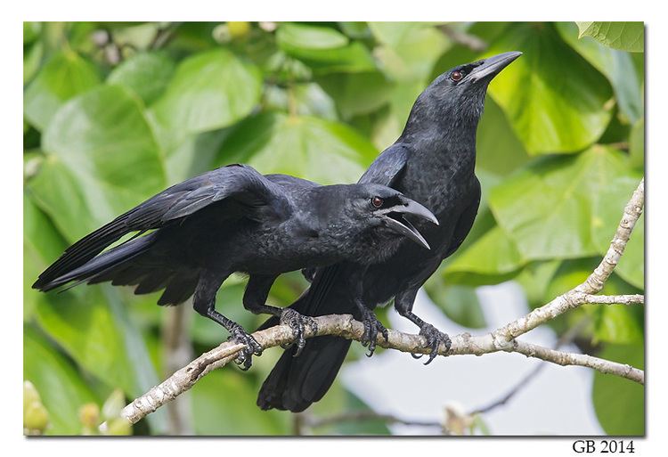 Cuban crow CUBAN