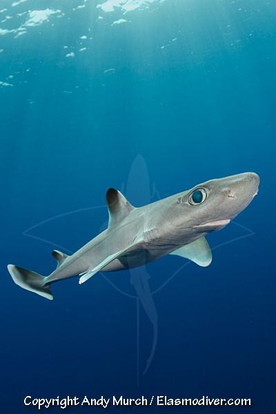 Cuban dogfish Cuban Dogfish Pictures Images of Squalus cubensis