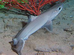 Cuban dogfish httpsuploadwikimediaorgwikipediacommonsthu