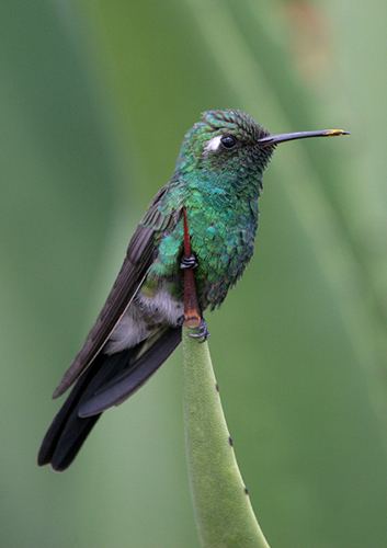 Cuban emerald Cuban Emerald BirdForum Opus