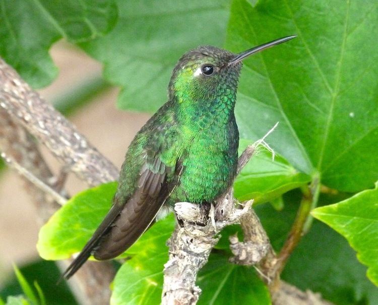 Cuban emerald A CUBAN EMERALD HUMMINGBIRD AT DELPHI ABACO ROLLING HARBOUR ABACO