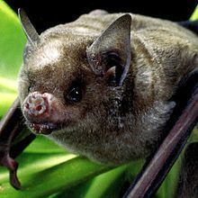 Cuban fruit-eating bat httpsuploadwikimediaorgwikipediacommonsthu