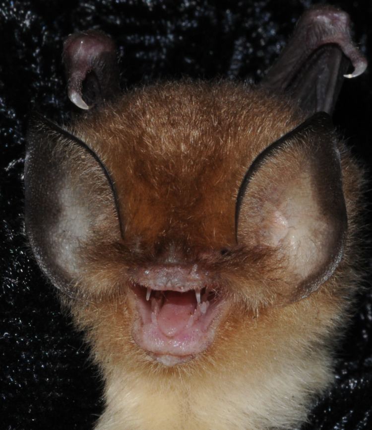 Cuban funnel-eared bat