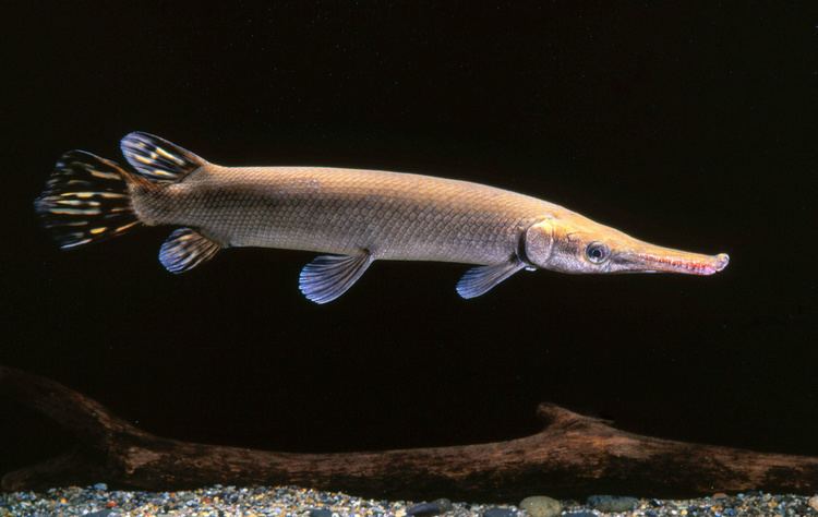 Gar - Wikipedia