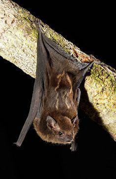 Cuban greater funnel-eared bat httpssmediacacheak0pinimgcom236xc6c76b