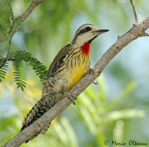 Cuban green woodpecker The Cuban Green Woodpecker Xiphidiopicus percussus is a species of