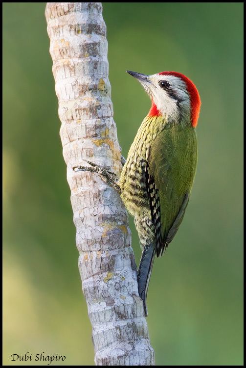 Cuban green woodpecker Surfbirds Online Photo Gallery Search Results