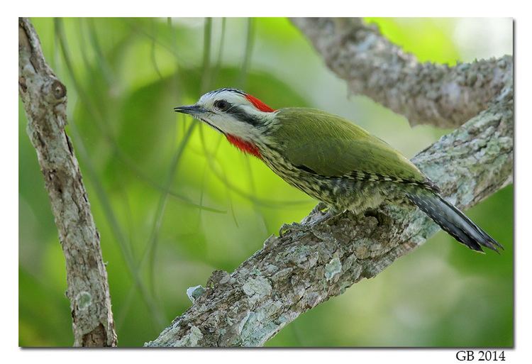 Cuban green woodpecker CUBAN GREEN