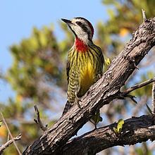 Cuban green woodpecker httpsuploadwikimediaorgwikipediacommonsthu