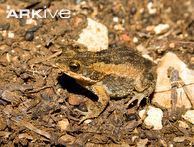 Cuban high-crested toad cdn2arkiveorgmediaA2A232F13CF61D469C8F64C