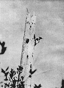 Cuban ivory-billed woodpecker httpsuploadwikimediaorgwikipediacommonsthu
