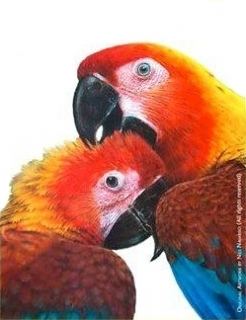 Cuban macaw Cuban Macaw Ara tricolor Parrot Encyclopedia