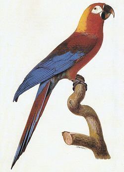 Cuban macaw httpsuploadwikimediaorgwikipediacommonsthu