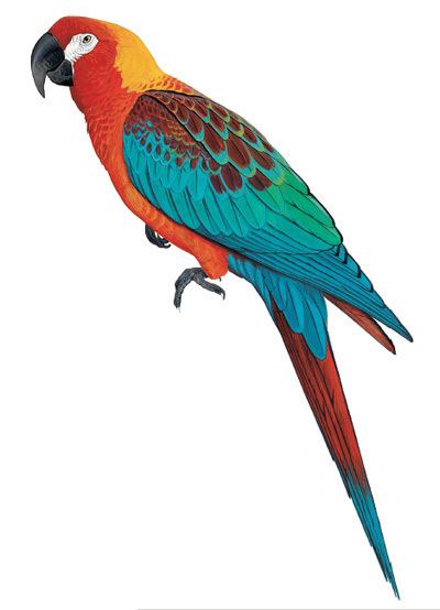 Cuban macaw Cuban Macaw Ara tricolor Extinct bird species