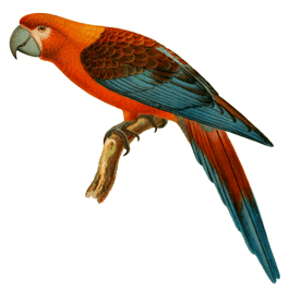 Cuban macaw Cuban macaw brought back to life En01nl