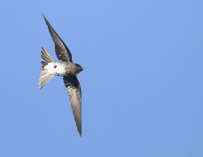 Cuban martin Surfbirds Online Photo Gallery Search Results