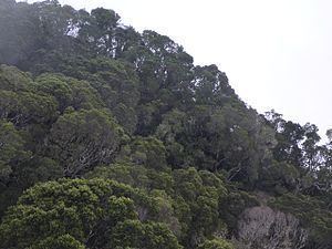 Cuban moist forests httpsuploadwikimediaorgwikipediacommonsthu