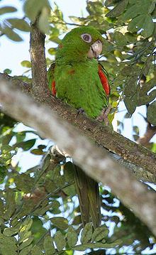 Cuban parakeet httpsuploadwikimediaorgwikipediacommonsthu