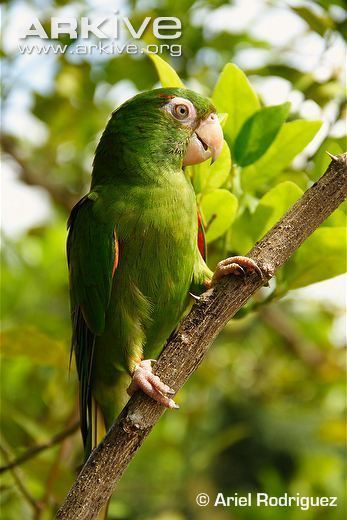 Cuban parakeet Cuban parakeet videos photos and facts Aratinga euops ARKive