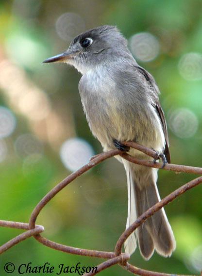 Cuban pewee Cuban Pewee Species Information and Photos