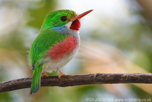Cuban tody Surfbirds Online Photo Gallery Search Results