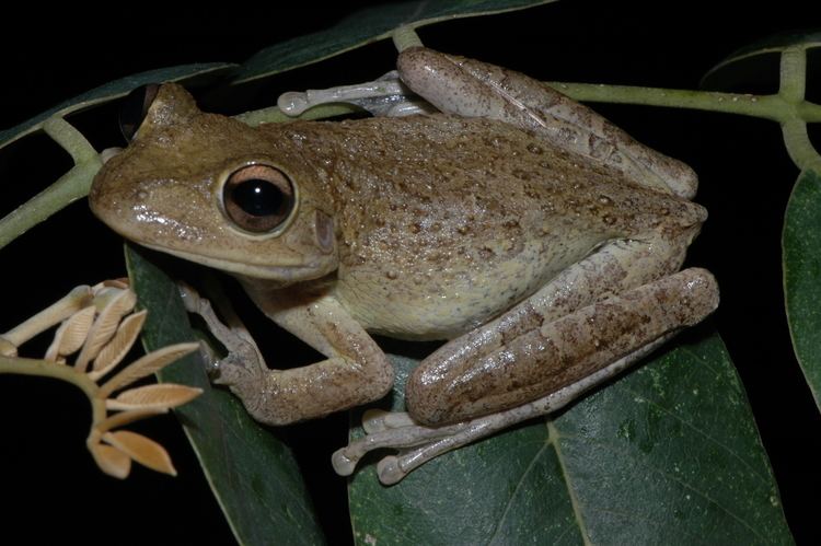 Cuban tree frog Cuban Treefrog Everglades CISMA