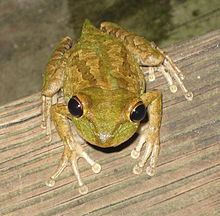 Cuban tree frog httpsuploadwikimediaorgwikipediacommonsthu
