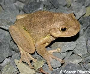 Cuban tree frog Florida Wildlife Extension at UFIFAS