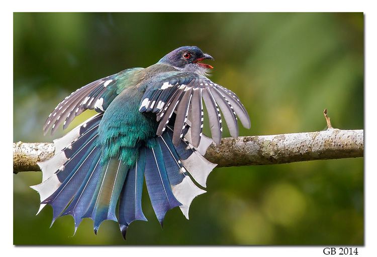 Cuban trogon CUBAN