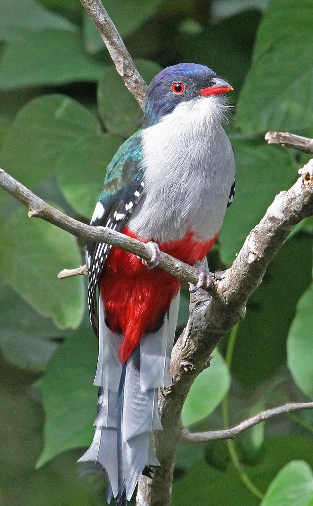 Cuban trogon Cuban Trogon The Birds of Cuba