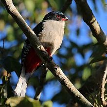 Cuban trogon Cuban trogon Wikipedia