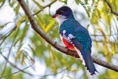 Cuban trogon cubantrogon AdventureTravel Inspiring Impactful Travel