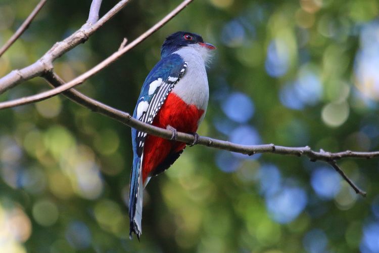 Cuban trogon CubanTrogonCuba160105jpg