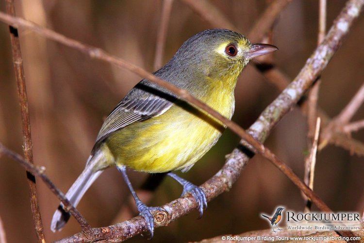 Cuban vireo Cuba birding tour targets 28 endemic species in 10 days Jan 2017