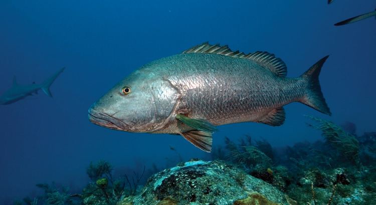 Cubera snapper Florida Sport Fishing Journal Online Television