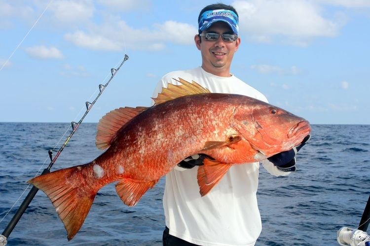 How to catch Pacific Cubera Snapper