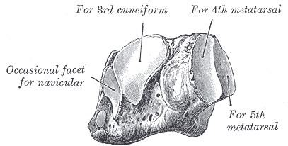 Cuboid bone