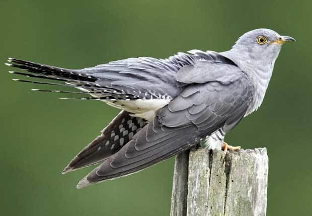 Cuckoo First Cuckoo British Bird Lovers