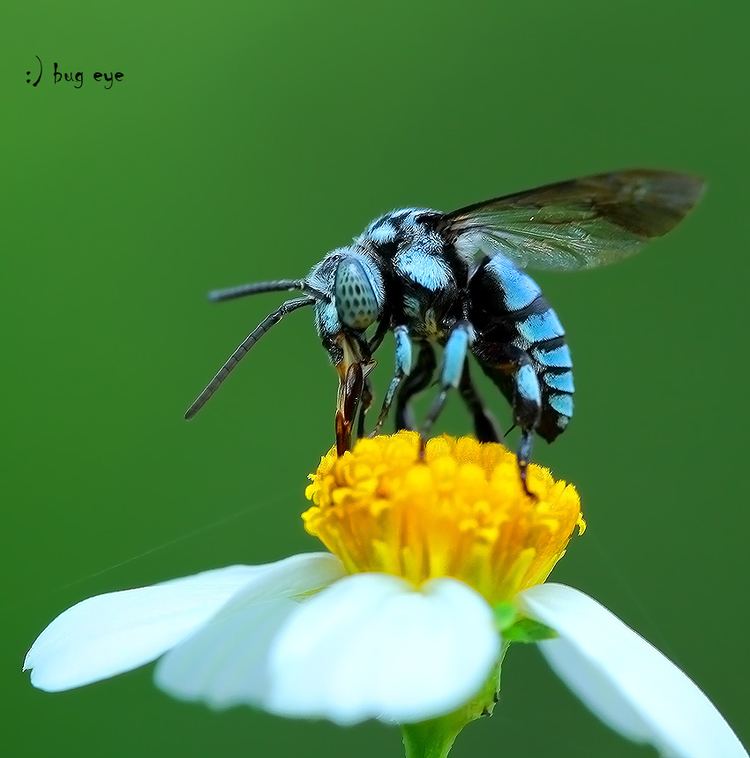 Cuckoo bee Impurest39s Guide to Animals 31 Neon Cuckoo Bee