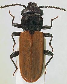 Cucujidae httpsuploadwikimediaorgwikipediacommonsthu