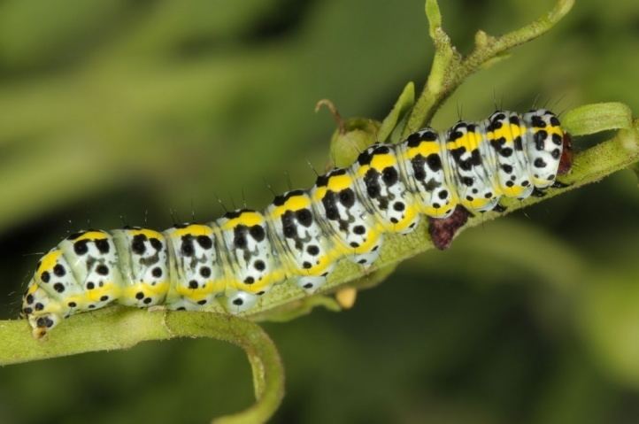 Cucullia European Lepidoptera and their ecology Cucullia canariensis