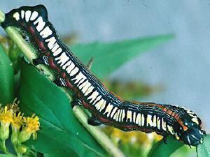 Cucullia convexipennis Moth Photographers Group Moth Larvae Plate 070 Noctuidae 2
