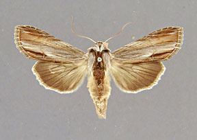 Cucullia convexipennis Nearctica North American Moths Noctuidae Cuculliinae