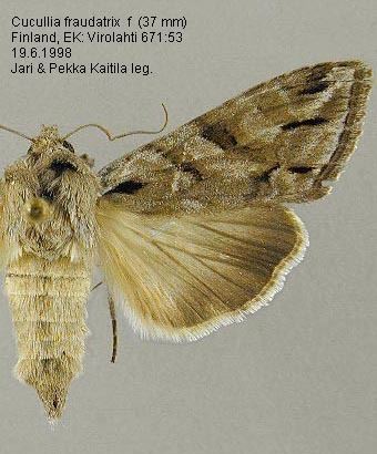 Cucullia fraudatrix PPakkanen Butterfly and moth observations from Finland