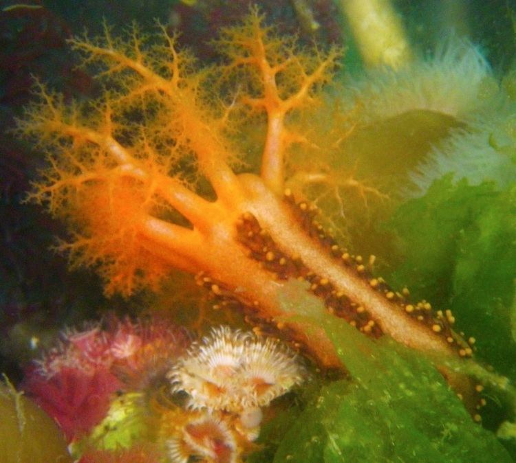 Cucumaria miniata Orange sea cucumber Cucumaria miniata Biodiversity of the