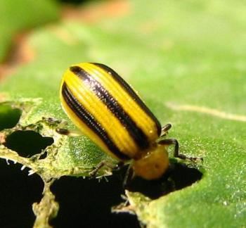 Cucumber beetle Cucumber Beetles How to Identify and Get Rid of Garden Pests The