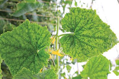 Cucumber green mottle mosaic virus New cucumber threat studied Greenhouse Canada